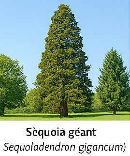 Séquoia géant